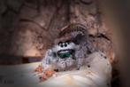 Springspin, jumping spiders, phidippus Regius North Florida, Dieren en Toebehoren