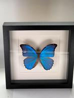 Morpho Didius in lijst 25 x 25 cm met beschadiging
