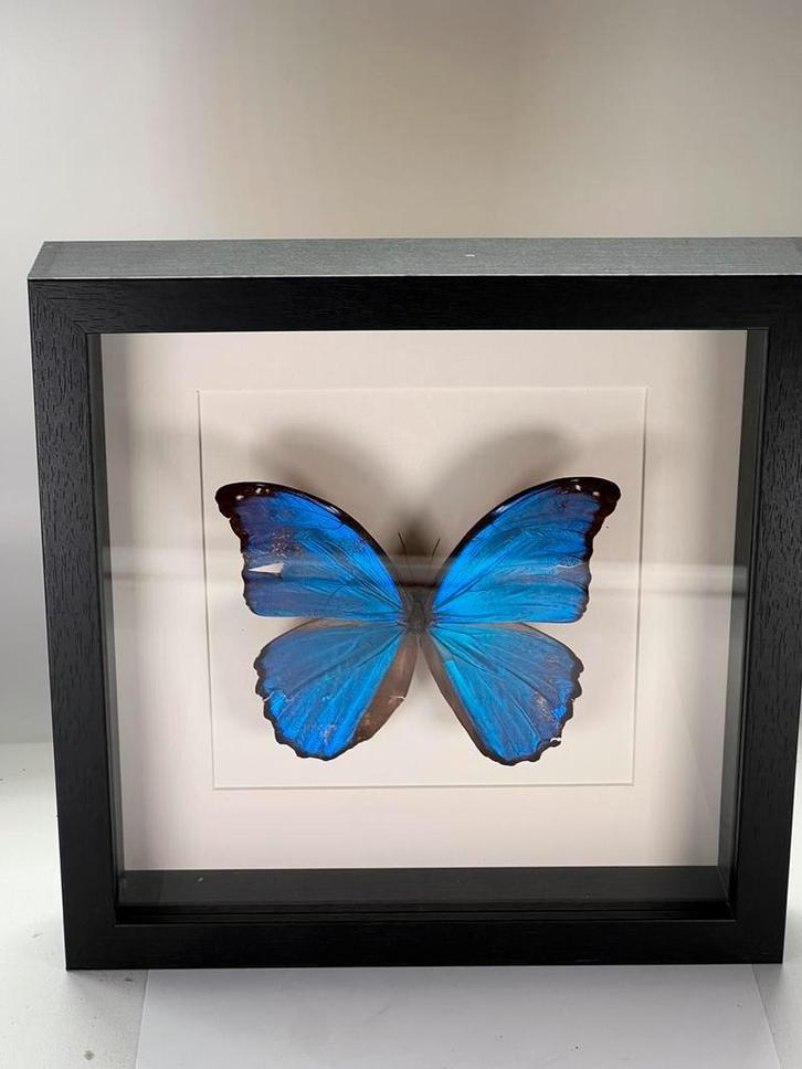 Morpho Didius in lijst 25 x 25 cm met beschadiging, Verzamelen, Dierenverzamelingen, Nieuw, Opgezet dier, Overige soorten, Ophalen of Verzenden