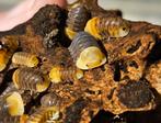 Pissebedden te koop! Cubaris - Armadillidium - Porcellio, Overige soorten