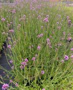 Verbena bonariensis, Ophalen, Zomer, Overige soorten, Volle zon