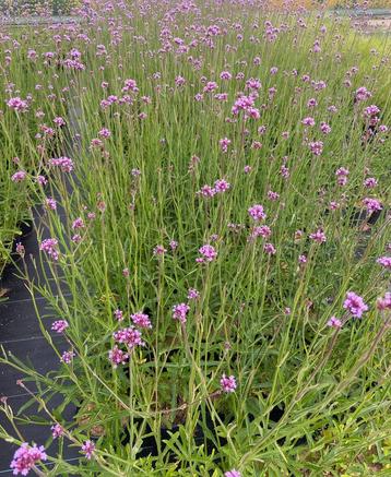 Verbena bonariensis beschikbaar voor biedingen