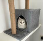 Ragdoll Kruising  X  Chinchilla Persian met laanghaar, Dieren en Toebehoren, Krabmeubelen, Ophalen