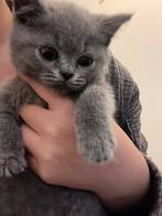 Laatste 2 britse korthaar kittens!!!, Dieren en Toebehoren, Katten en Kittens | Raskatten | Korthaar, Poes, Ontwormd, 0 tot 2 jaar