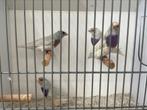 Gouldamadines Blauw overgoten X Split blauw pb Pop te koop, Dieren en Toebehoren, Vogels | Overige Vogels, Vrouwelijk, Tropenvogel