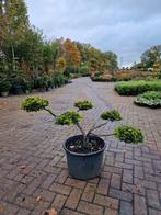 Prachtige Taxus Bonsai, Tuin en Terras, Ophalen, Bloeit niet, Overige soorten, Volle zon