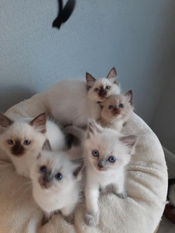 Ragdoll kittens met stamboom beschikbaar voor biedingen
