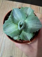 Agave potmaatje 9, Ophalen of Verzenden, Halfschaduw, Minder dan 100 cm