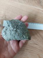 bivalve fossiel, Ophalen of Verzenden, Fossiel