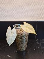 Alocasia Frydek Variegata, Ophalen of Verzenden, Overige soorten, Minder dan 100 cm