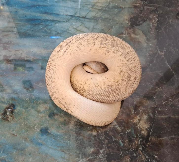 Python regius Ball Python - male for sale from A&B