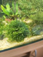 Fissidens fontanus, Phoenix mos op hout, steen of los., Dieren en Toebehoren, Vissen | Aquaria en Toebehoren, Ophalen of Verzenden