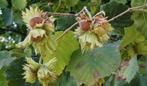 Corylus avelana – Hazelaar – eetbaar – voedselbos, Winter, Halfschaduw, Overige soorten, 250 tot 400 cm