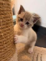 Lynxpoint siamese kittens te koop, Dieren en Toebehoren, Meerdere dieren