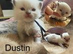 Huiselijke Ragdoll kittens met stamboom. Cin & Choc dragers., Meerdere dieren, Gechipt, 0 tot 2 jaar
