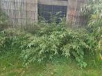 bamboe Fargesia 5 pollen uit te graven, Vaste plant, Bloeit niet, Halfschaduw, Ophalen