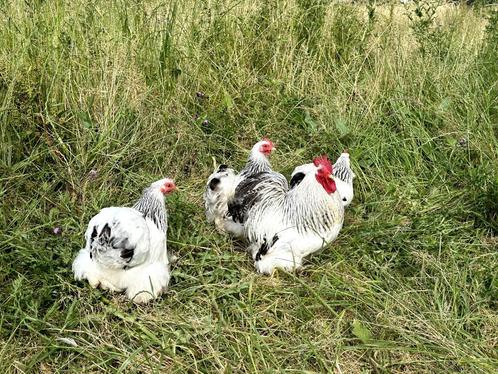 Cochin kriel kippen Wit-zwart Columbia, gesekst en ingeënt, Dieren en Toebehoren, Pluimvee, Kip, Vrouwelijk