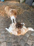 Raszuivere aussie- australian shepherd - asutralische herder, Dieren en Toebehoren, Honden | Herdershonden en Veedrijvers, CDV (hondenziekte)