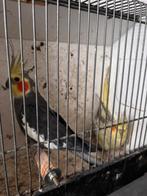 Hele mooie valkparkieten koppel te koop, Dieren en Toebehoren, Vogels | Parkieten en Papegaaien, Meerdere dieren, Parkiet, Geringd