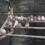 Zebravinken, Meerdere dieren, Kleurkanarie