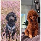 Nest aankondiging toypoedels, Dieren en Toebehoren, Ophalen of Verzenden, Overige