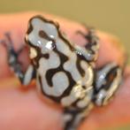 Dendrobates auratus, 23 varianten uit eigen kwekerij, Dieren en Toebehoren, Reptielen en Amfibieën, 0 tot 2 jaar