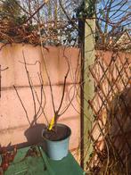 Witte Aalbes - 'Witte Parel', Ophalen of Verzenden, Halfschaduw, Overige soorten, 100 tot 250 cm