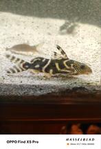 9x Synodontis Albolineatus groep, Vis, Zoetwatervis