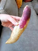 Yacon Knollen - Verse oogst! 100% biologisch, Tuin en Terras, Bloembollen en Zaden, Ophalen of Verzenden, Volle zon