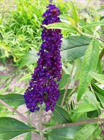 Verschillende Onbespoten Bio Vlinderstruiken, Ophalen, Overige soorten, Minder dan 100 cm