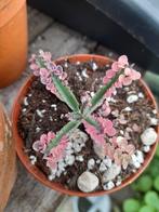 Kalanchoe pink butterfly, Ophalen of Verzenden, Overige soorten, Minder dan 100 cm