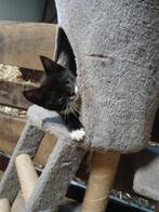 Kitten, Dieren en Toebehoren, Katten en Kittens | Overige Katten, Poes