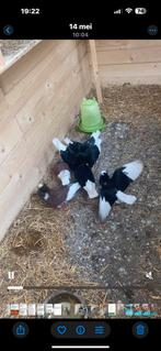 Kapucijners duiven, Dieren en Toebehoren, Vogels | Duiven, Meerdere dieren