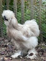 Zijdehoen haan, Dieren en Toebehoren, Pluimvee, Mannelijk, Kip