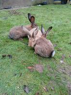 Vlaamse reus rammen, Dieren en Toebehoren, Konijnen, Mannelijk, Groot, 0 tot 2 jaar