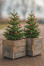 Kerstboom in Steigerhouten Bak, Tuin en Terras, Planten | Bomen, Bloeit niet, Minder dan 100 cm, Volle zon, In pot