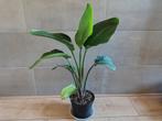 Strelitzia Nicolai (paradijsvogelplant) 30cm, Huis en Inrichting, Overige soorten, Ophalen of Verzenden, Minder dan 100 cm, Bloeiende kamerplant