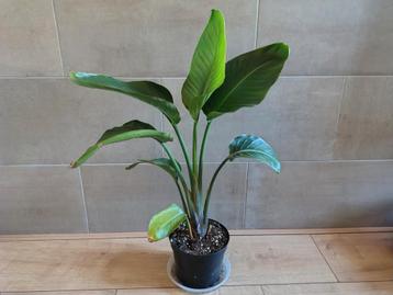 Strelitzia Nicolai (paradijsvogelplant) 30cm beschikbaar voor biedingen