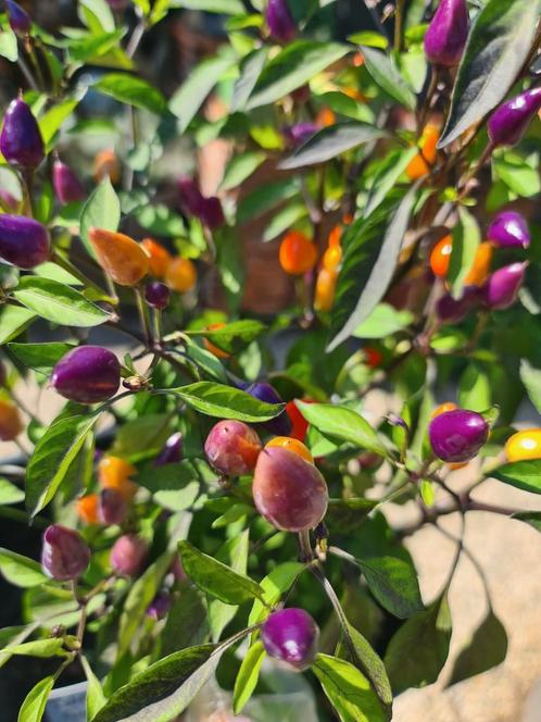 bolivian rainbow peperplant moestuin stekjes, Tuin en Terras, Planten | Tuinplanten, Eenjarig, Groenteplanten, Volle zon, Zomer