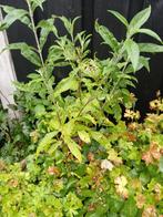 planten vlinderstruiken, Tuin en Terras, Planten | Tuinplanten, Volle zon, Vaste plant, Zomer, Ophalen