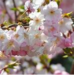 Prunus Autumnalis Rosea - Japanse sierkers op stam, Tuin en Terras, Lente, 100 tot 250 cm, Volle zon, In pot