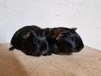 Jonge cavia zeugjes, Dieren en Toebehoren, Knaagdieren, November, Vrouwelijk, Cavia