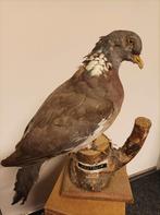 Houtduif opgezet opgezette duif duiven taxidermie vogel, Ophalen of Verzenden, Vogel, Opgezet dier
