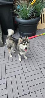 Pomsky  teefje 7 kilo, Dieren en Toebehoren, Honden | Poolhonden, Keeshonden en Oertypen, 15 weken tot 1 jaar, CDV (hondenziekte)