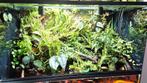 Paludarium planten,7stekken€10!aanvullen of opstarten?!, Dieren en Toebehoren, Reptielen en Amfibieën | Toebehoren, Ophalen, Nieuw