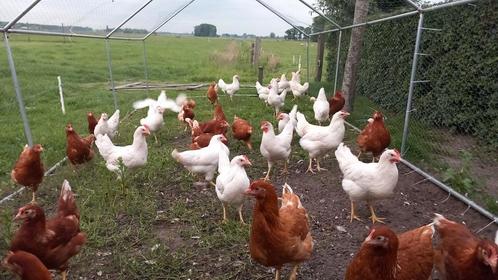 Mooie jonge legkippen te koop, Dieren en Toebehoren, Pluimvee, Kip, Vrouwelijk