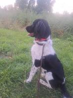 Friese Stabij pup, Dieren en Toebehoren, Rabiës (hondsdolheid), 15 weken tot 1 jaar, Eén hond, Nederland