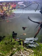 Guppies en algeneter, Dieren en Toebehoren, Vissen | Aquariumvissen, Vis