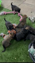 Mechelse x hollandse herder pups 🐶, Dieren en Toebehoren, CDV (hondenziekte), 8 tot 15 weken, Meerdere, Meerdere dieren