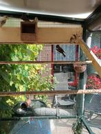 Koop gevraagd een mei vink pop ., Dieren en Toebehoren, Vogels | Overige Vogels, Vrouwelijk, Tropenvogel